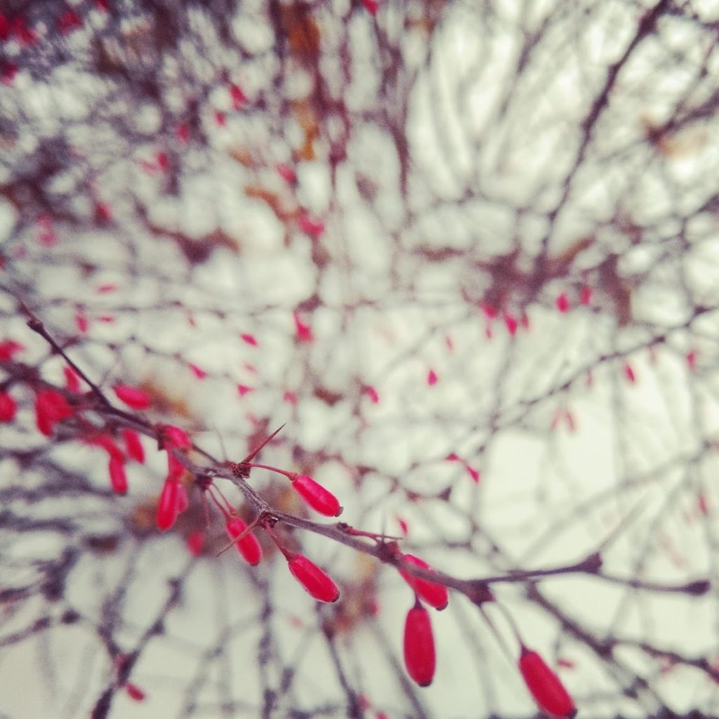 Photo of winter berries