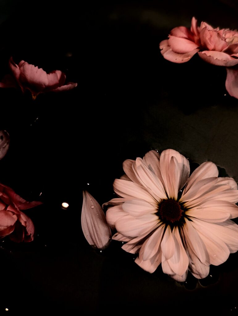 floating pink and white tops of flowers in a dark and shallow vessel