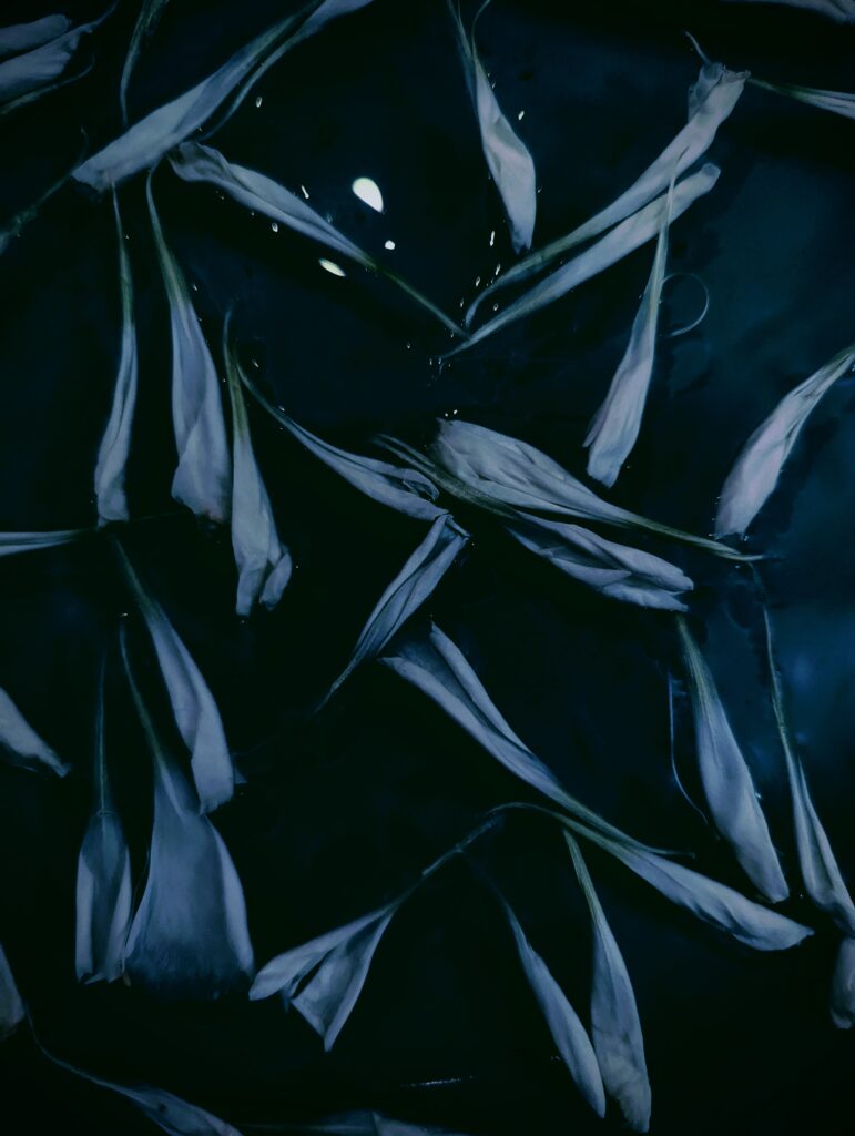 overhead shot of individual white flower petals floating in a shallow dish.