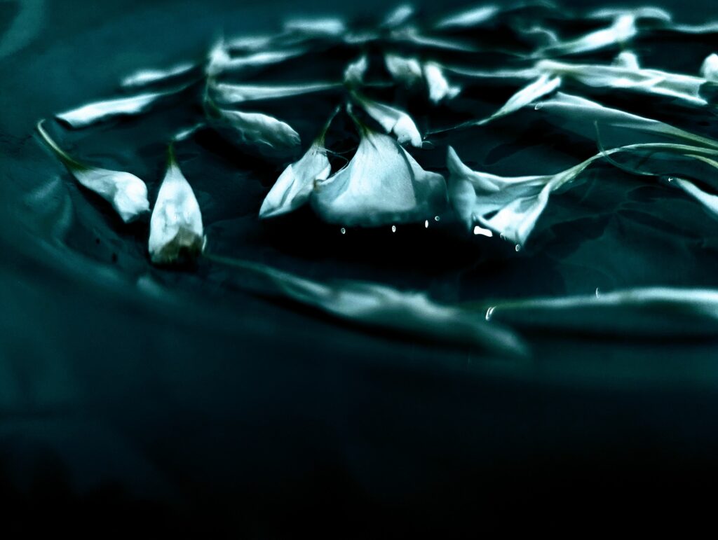 individual white flower petals floating in a shallow dish.